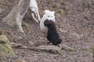 Arctic wolf (Canis lupus arctos), one animal, running, prey, sheep, forest, escape from the pack,