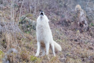 Arctic wolf (Canis lupus arctos), one animal, howling, forest, side view, captive