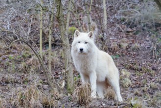 Arctic wolf (Canis lupus arctos), one animal, standing, forest, looking into camera, captive