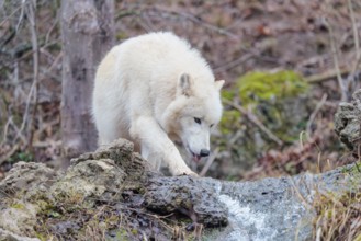 Arctic wolf (Canis lupus arctos), one animal, drinking, creek, water, forest, side view, captive