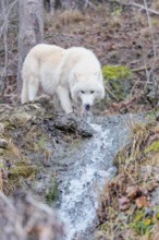 Arctic wolf (Canis lupus arctos), one animal, drinking, creek, water, forest, side view, captive