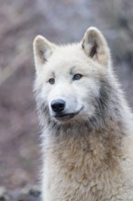 Portrait of an Arctic wolf (Canis lupus arctos). Captive