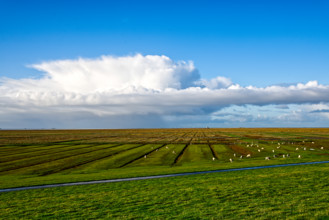 Large grassy fields with sheep under a clear blue sky with clouds