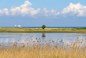 A lonely tree stands in front of a waterscape with a passing ship and clouds in the sky