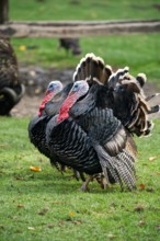Two wild turkeys in a green area, alive with eye-catching feathers