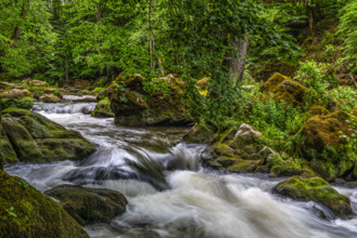 A wild river flows through a mossy forest surrounded by stones and trees