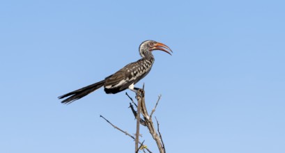 Mopanetoko (Tockus rufirostris) (Tockus erythrorhynchus rufirostris) sitting on a branch in front
