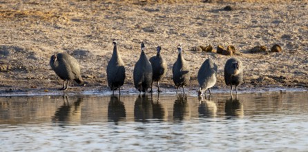 Helmeted guinea fowl (Numida meleagris), drinking at a waterhole, Savuti, Chobe National Park,