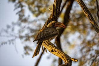 Rocky Mountain Hornbill (Lophoceros bradfieldi) sitting on a branch in the evening light, Savuti,