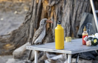 Rocky Mountain Hornbill (Lophoceros bradfieldi) sitting on a camping table looking for food,