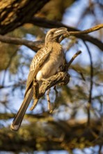 Grey Hornbill (Lophoceros nasutus) (Tockus nasutus), sitting on a branch in the evening light,