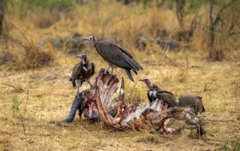 Black-capped vulture (Necrsoyrtes monachus) feeding on the remains of a dead Cape buffalo carcass,