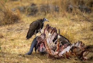 Black-capped vulture (Necrsoyrtes monachus) feeding on the remains of a dead Cape buffalo carcass,