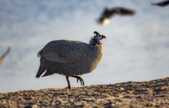 Helmeted guinea fowl (Numida meleagris), at the waterhole, Savuti, Chobe National Park, Botswana