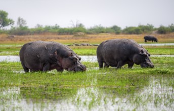 Hippos (Hippopatamus amphibius) grazing in the shallow water of a lake, Okavango Delta, Moremi Game
