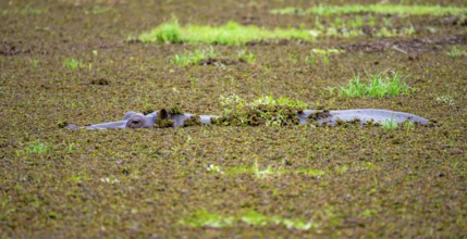Hippopotamus (Hippopatamus amphibius), in a lake densely overgrown with aquatic plants, Okavango