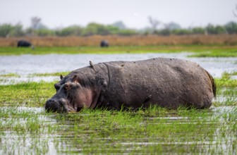 Hippopotamus (Hippopatamus amphibius), grazing in the shallow water of a lake, Okavango Delta,