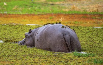 Hippopotamus (Hippopatamus amphibius), from behind, in a lake densely overgrown with aquatic