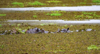 Two hippos (Hippopatamus amphibius), in a lake densely overgrown with aquatic plants, Okavango