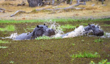 Two hippos (Hippopatamus amphibius), fighting, in a lake densely overgrown with aquatic plants,