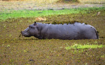Hippopotamus (Hippopatamus amphibius), young animal in a lake densely overgrown with aquatic