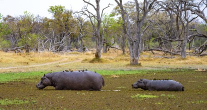 Hippos (Hippopatamus amphibius), in a lake densely overgrown with aquatic plants, mother and young