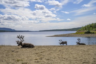 Panoramic view of reindeer (Rangifer tarandus) on the lakeshore with a small island and wide sky,
