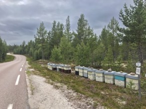 Rendalen, Innlandet, Norway, country road next to lined up beehives and thick forest under cloudy