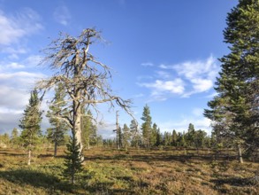 Idre, Dalarnas län, Sweden, A forested area under a blue sky, dominated by a dead pine tree (Pinus