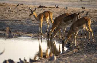 Impalas (Aepyceros melampus) drinking at a waterhole, in the evening light, Savuti, Chobe National
