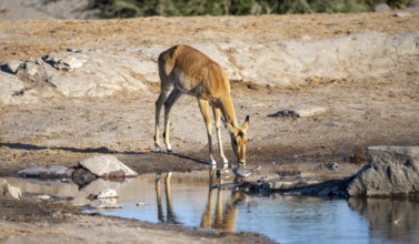 Impala (Aepyceros melampus) drinking at a waterhole, in the evening light, Savuti, Chobe National