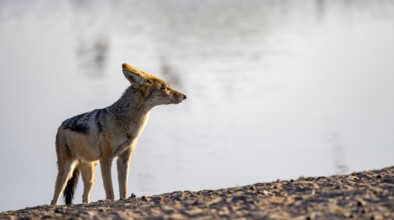 Black-backed jackal (Canis mesomelas), at the waterhole, in the evening light, Savuti, Chobe