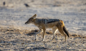 Black-backed jackal (Canis mesomelas), Savuti, Chobe National Park, Botswana
