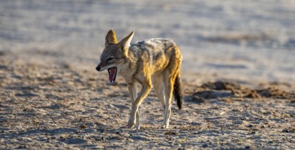 Black-backed jackal (Canis mesomelas), yawning, Savuti, Chobe National Park, Botswana