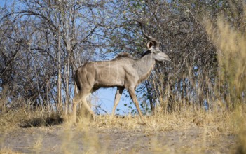 Greater kudu (Tragelaphus strepsiceros), adult male, Savuti, Chobe National Park, Botswana