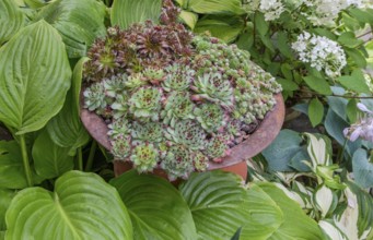 Sedum species in an iron bowl, North Rhine-Westphalia, Germany