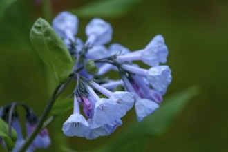 Mertensia virginica, Bluebell, The Netherlands