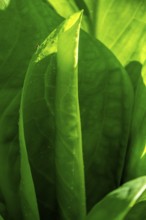 Rolled leaf of a hosta, the Netherlands