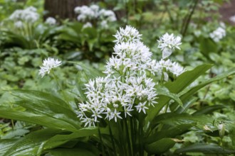 Wild garlic (Allium ursinum), Netherlands