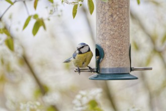 Blue tit (Cyanistes caeruleus) eating seeds from a feeder. seasonal bird feeding. Bad Salzschlirf,