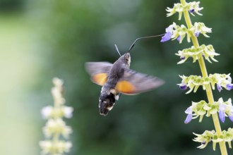 Hummingbird hawk-moth pollinates Coleus flowers