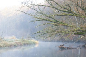 Peaceful river landscape between forest and meadow with mist and calm water in autumn, ray of light
