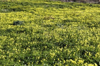 Carpet of flowers, yellow flower meadow in winter, Bermuda buttercup (Oxalis pes-caprae), Segesta,