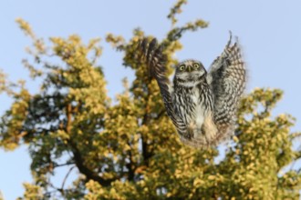 A little owl (Athene noctua) flies in front of a tree in the blue sky, Teutoburg Forest, Lower