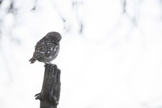A little owl (Athene noctua) sits quietly on an old willow pole against a light-coloured