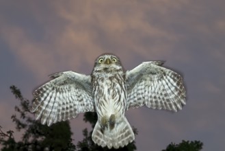 A little owl (Athene noctua) flies in the dark through the night in front of a tree in the sky,