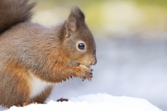Red squirrel (Sciurus vulgaris) adult animal eating a nut in snow in winter, England, United