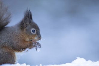 Red squirrel (Sciurus vulgaris) adult animal eating a nut in a snow covered woodland in winter,