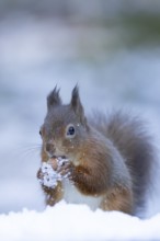 Red squirrel (Sciurus vulgaris) adult animal feeding on a hazel nut in a snow covered woodland in