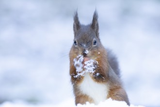 Red squirrel (Sciurus vulgaris) adult animal feeding on a hazel nut in a snow covered woodland in